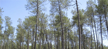 pins_foret