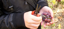 viticulture