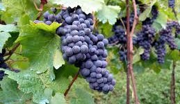vignes 2