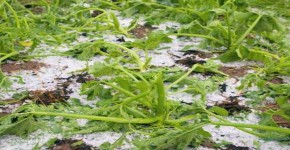 damaged gourd after hailstorm